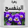 زهرة البنفسج profil fotoğrafı