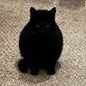 EarthAppropriate3808's profile picture