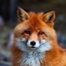Фото профиля 你大爷还是你大爷🦊