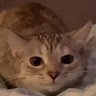 Profilbild von Zen_Jzp256