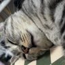 是狸花猫 的头像
