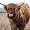 Yak's profile picture