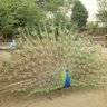 ふすま profil fotoğrafı