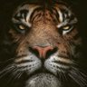 GodAres's profile picture