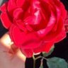 عهود💛's profile picture