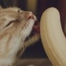 CatMienn 的头像
