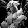 Selatrop_murft's profile picture