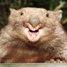 Profilbild von Shitty Wombat