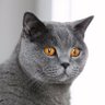 Фото профиля 天蝎座的猫🐱