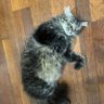 ztl profil fotoğrafı