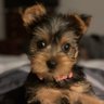 Фото профиля texas.yorkie.mom