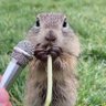 Profilbild von Sato