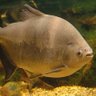 Profilbild von GiantPacu 🥂