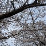 さくら's profile picture