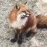 ��川子虎 profil fotoğrafı