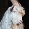 Profilbild von cabra leiteira🌵🐐