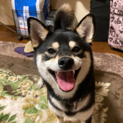 黒柴@はなちゃん's profile picture