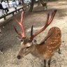 雄鹿どうでしょう profil fotoğrafı