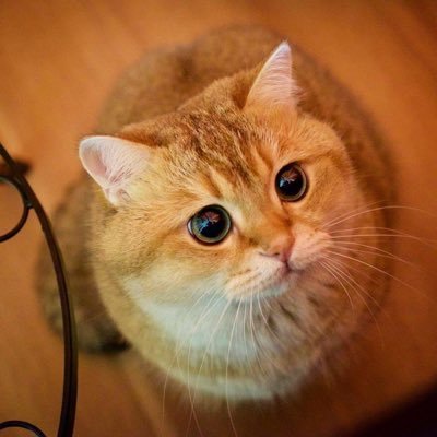 chl_pp's profile picture