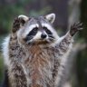 El Raccoon 🦝💸 的头像