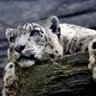 Profilbild von HornSnep