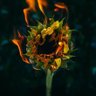 Ukrainian Sunflower 🌻 Слава Україні🇺🇦 的头像