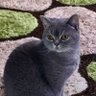 Profilbild von Annalidia