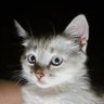 тревожная масса Цы's profile picture