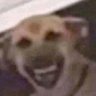 Ckoilesbails's profile picture