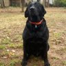 Фото профиля Black Dog