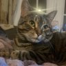 Serife's profile picture
