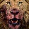 Lion lover. אריה יהודה Aryeh Yehuda 的头像