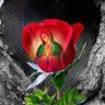 Ángel del silencio's profile picture
