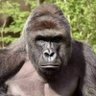 rino's profile picture