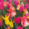 Фото профиля バァバ