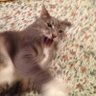 AnnoyedCat 的头像