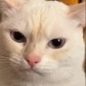 Profilbild von The Angry Cat
