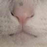 チョエル's profile picture
