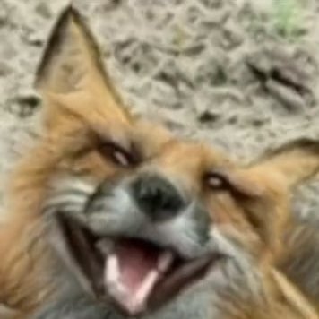 Distortedfoxes's profile picture