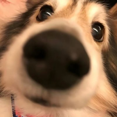 qiaoh656's profile picture