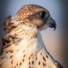 بلال موفق السردي's profile picture