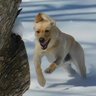 Фото профиля Krogdog101