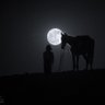 مَ 的头像