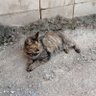 ひかみ　ひとさじ profil fotoğrafı
