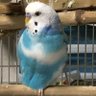 万太郎 profil fotoğrafı