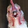 Profilbild von Feed your chickens well...