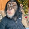 CEO DE RETURN TO MONKE 的头像