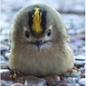 Heiko (Centy)'s profile picture