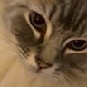 Åke Andersson's profile picture