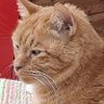 Asturgata's profile picture